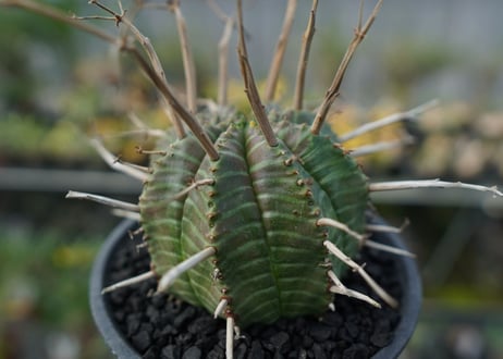 ユーフォルビア　スーパーバリダ　Euphorbia super valida  No.2