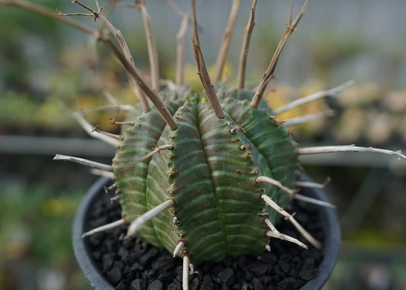 ユーフォルビア スーパーバリダ Euphorbia super valida No.2 |