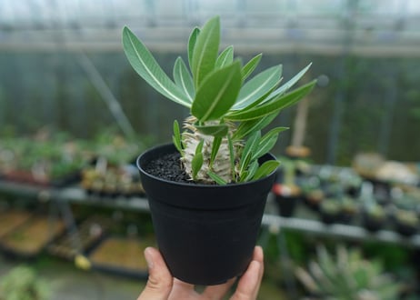 パキポディウム　恵比寿大黒　Pachypodium Densicaule　No.4