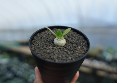 パキポディウム　恵比寿笑い　Pachypodium brevicaule　No.1