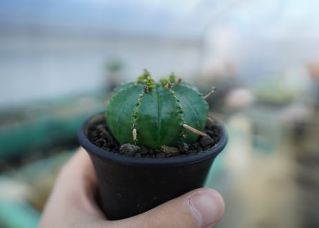 ユーフォルビア　メロフォルミス　Euphorbia meloformis　E5