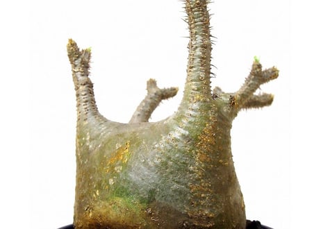 パキポディウム  グラキリス　 Pachypodium Gracilius №２