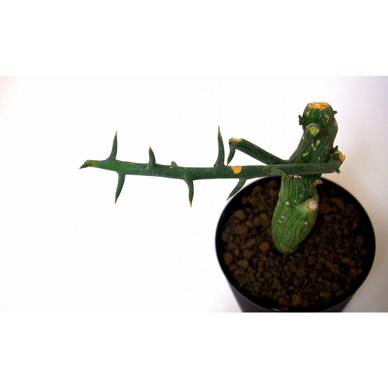Adenia globosa アデニア・グロボーサ | mana's farm:塊根植物・アガ