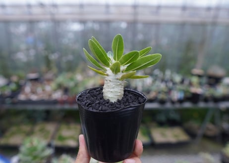 パキポディウム　デンシフローラム Pachypodium densiflorum   No.2