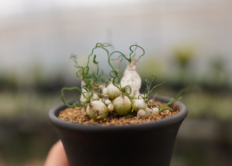 オーニソガラム トルツオスム NO.1 | mana's farm:塊根植物・アガベ