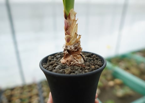 キルタンサス オブリクス Cyrtanthus obliquus