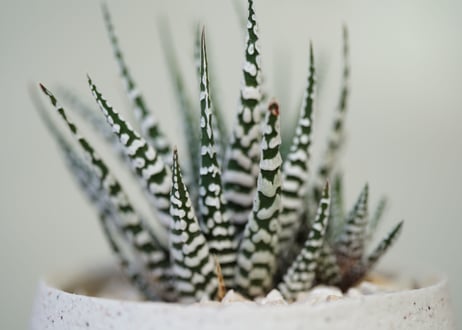 Haworthia fasciata
