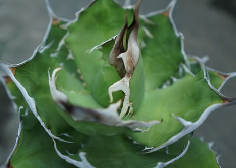 agave titanota 獅子光　Lion light　No.1