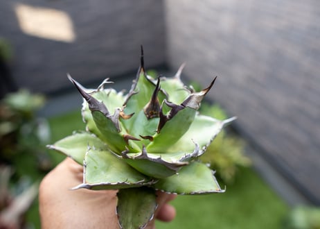 Agave ハデス 黒獄 Ｂ NO.2    (G)