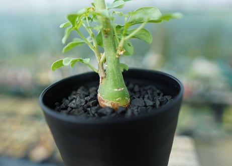 アデニア　グラウカ　Adenia Glauca　No.1