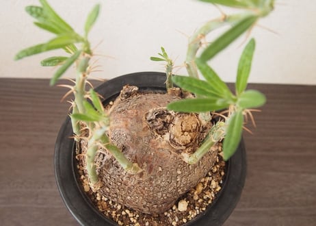 パキポディウム サキュレンタム Pachypodium succulentum