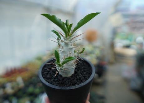 パキポディウム　サンデルシー　Pachypodeium saundersii  No.7