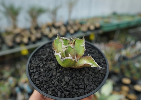 アガベ チタノタ シーザー agave titanota caesar　No.1