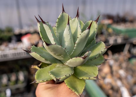 Agave Potatorum×Macroacantha   NO.2