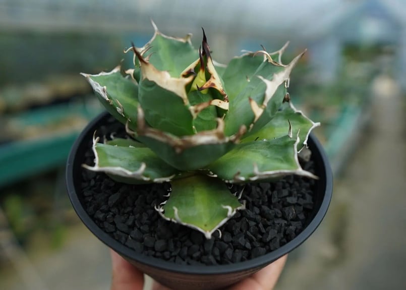 アガベ チタノタ 鬼爪雪峰 Agave titanota “Onitsume Yukimin