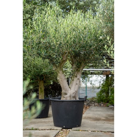 国産オリーブ ルッカ　No.9　売約済