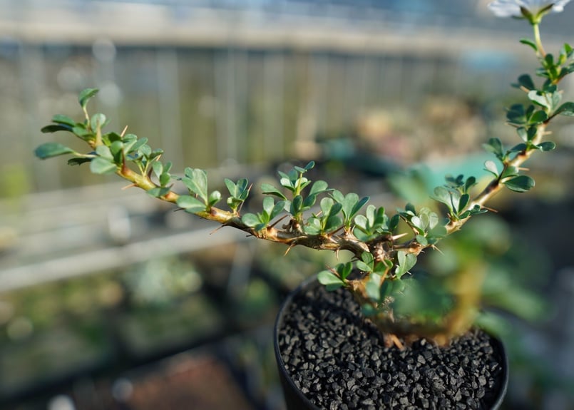 サルコカウロン バンデリエティアエ Sarcocaulon vanderietiae | ma