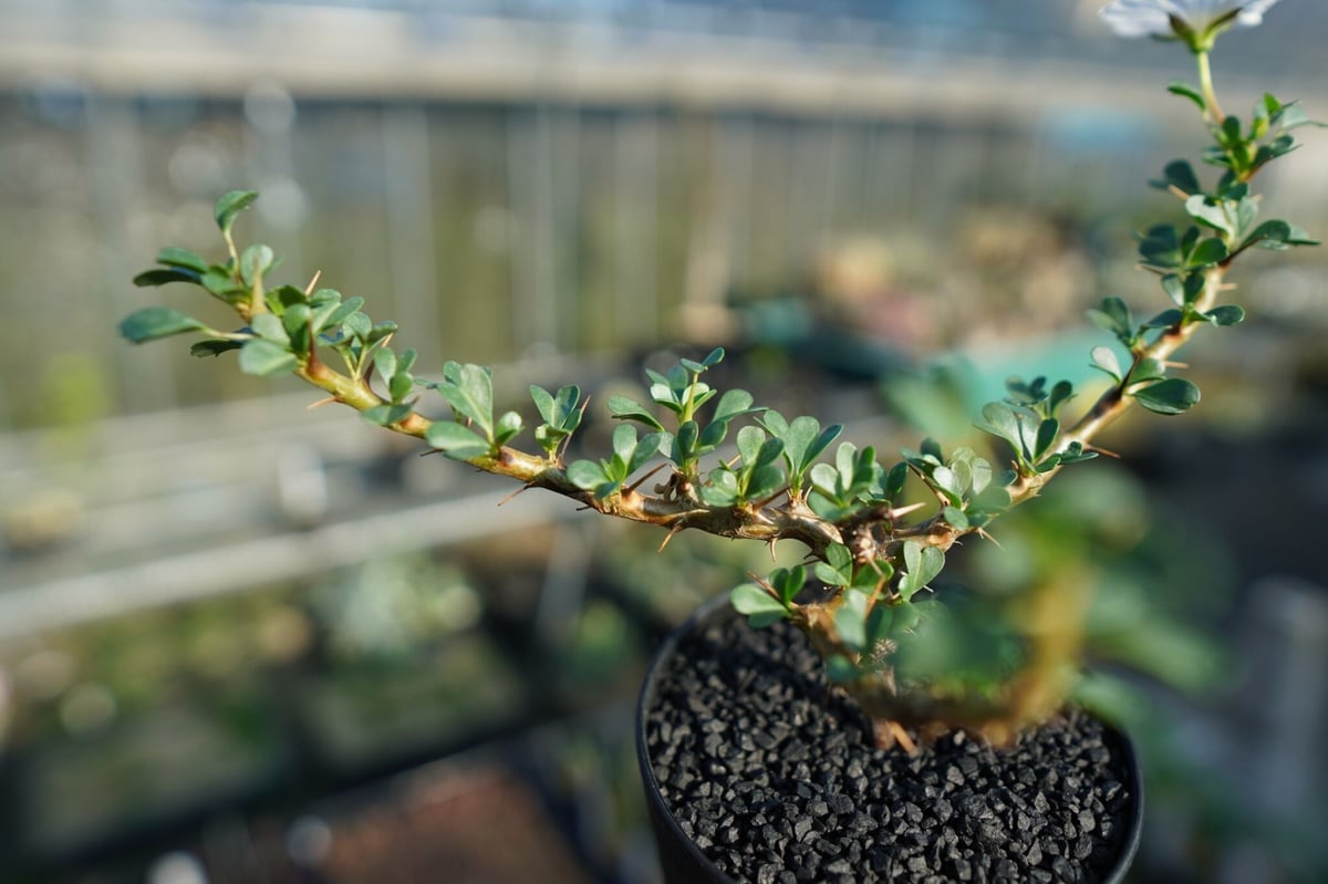 サルコカウロン バンデリエティアエ Sarcocaulon vanderietiae | ma