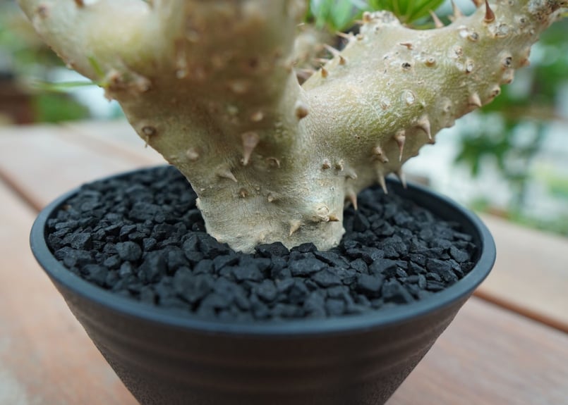 パキポディウム　デンシフローラム　大株 574dae3f85b9677ff559fcd0860306