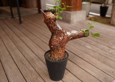 コミフォラ オルビクラリス　commiphora orbicularis