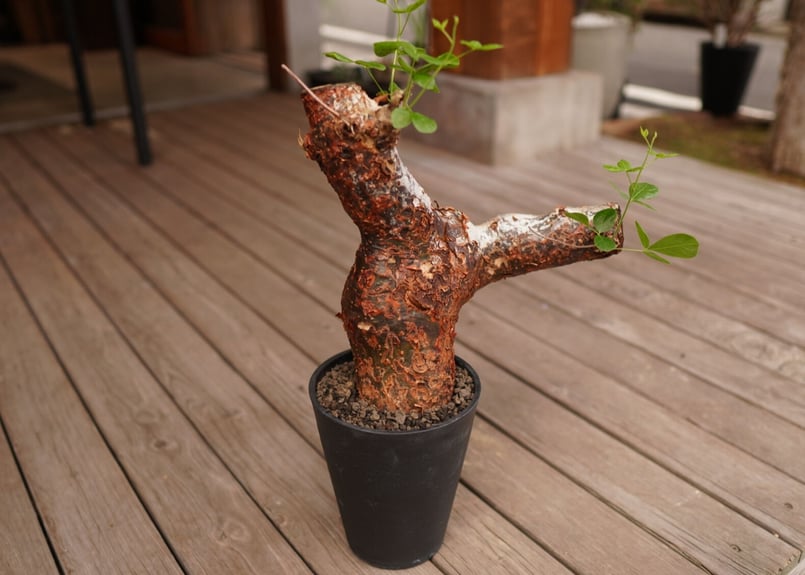 コミフォラ オルビクラリス commiphora orbicularis | mana's f