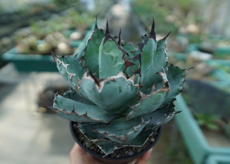 アガベ　チタノタ　 ブラックアンドブルー 　Agave titanota black and blue　No.7