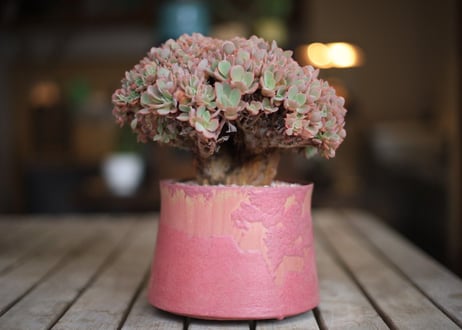 エケベリア  ジャイアントブルー 石化　 Echeveria  Giant Blue