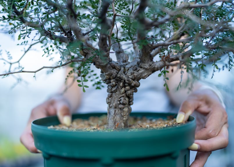 オペルクリカリア パキプス 沖縄実生 | mana's farm:塊根植物・アガベ