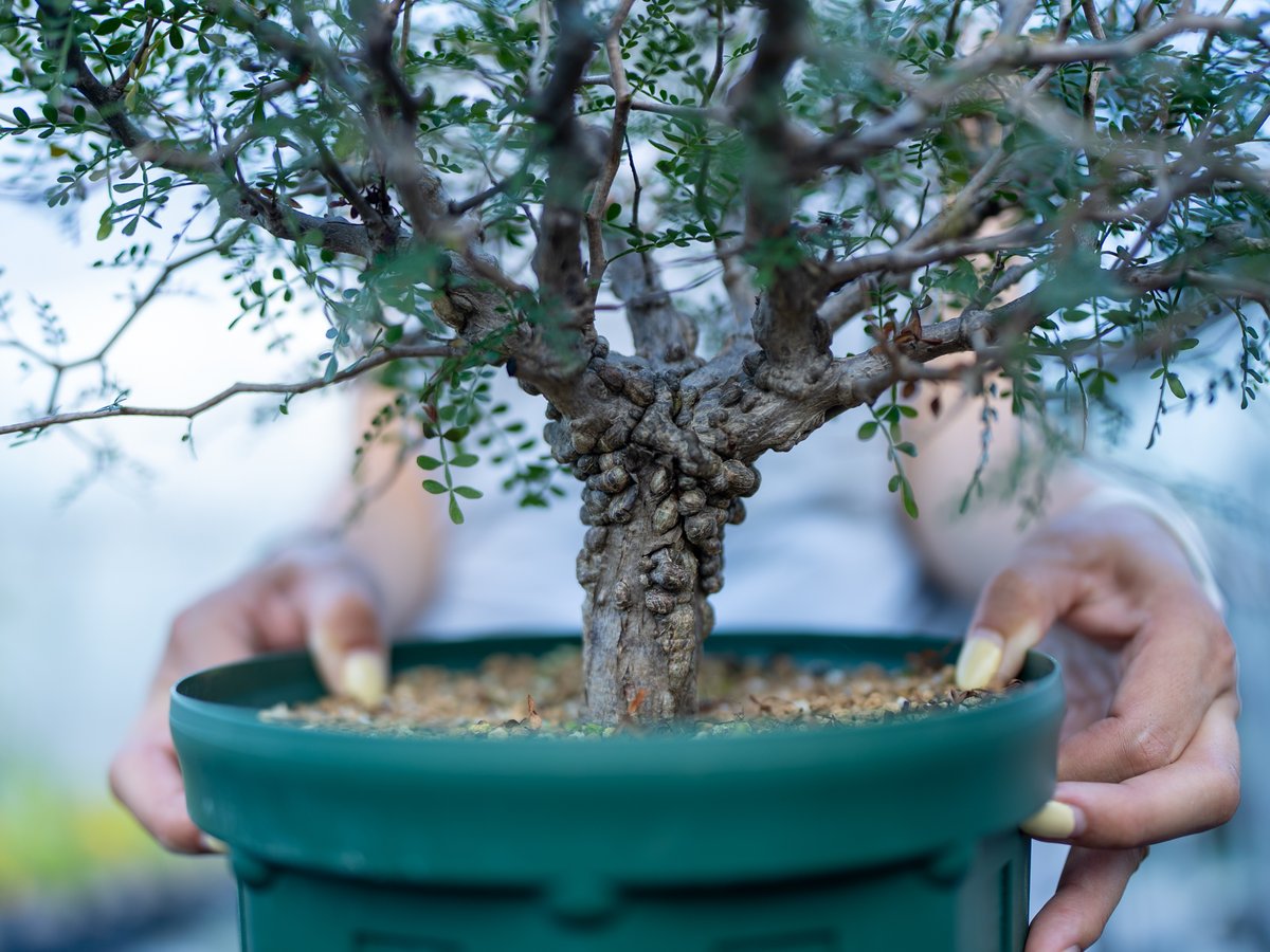 オペルクリカリア パキプス 沖縄実生 | mana's farm:塊根植物・アガベ