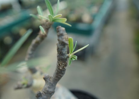 パキポディウム　グラキリス　 Pachypodium Gracilius  No.1