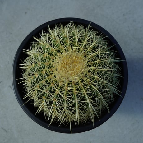 金鯱　Echinocactus grusonii No.2