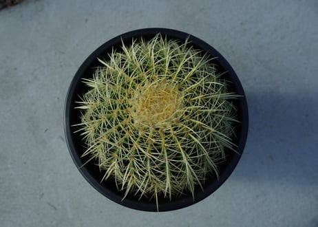 金鯱　Echinocactus grusonii No.2