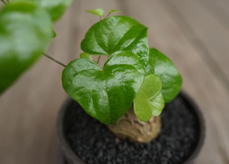 亀甲竜 ”塊根植物スターターセット” NO.3 | mana's farm:塊根植物