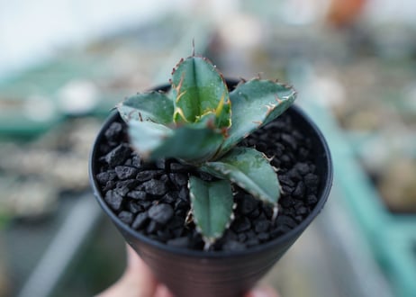 アガベ　チタノタ　 ブラックアンドブルー 　Agave titanota black and blue　No.7