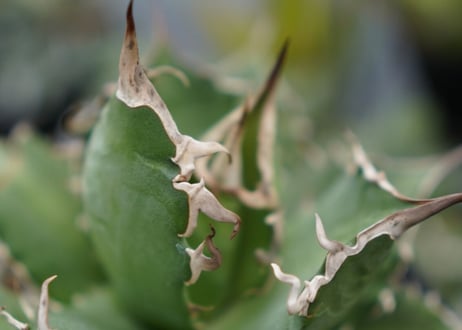 agave titanota 白鯨