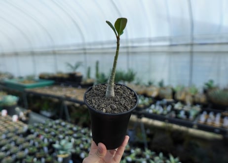アデニウム　Adenium