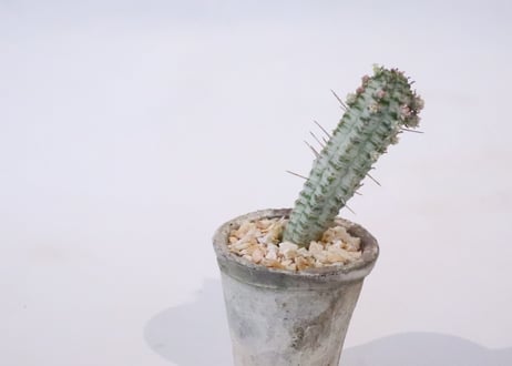 白樺キリン　ユーフォルビア　ミルクトロン