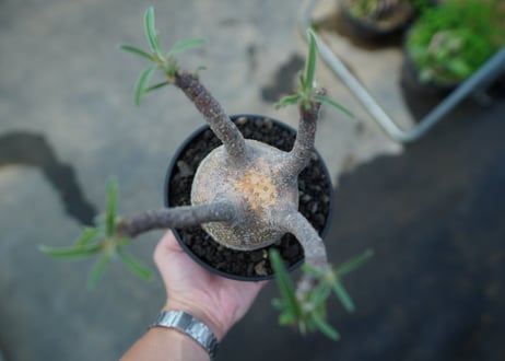 パキポディウム　グラキリス　Pachypodium  Gracilius No.4