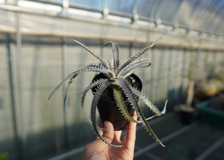 ディッキア　ナガス　Dyckia Nagas