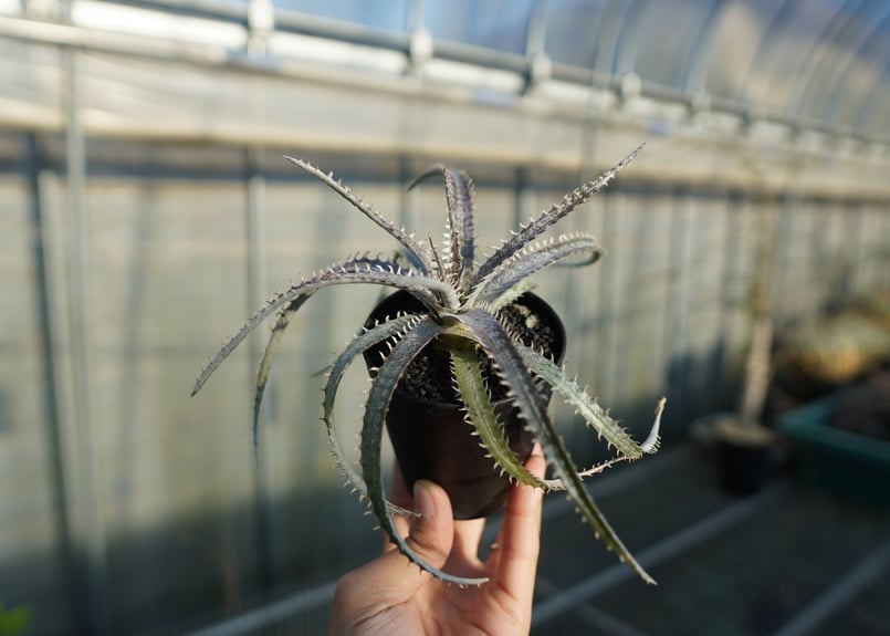 ディッキア ナガス Dyckia Nagas | mana's farm:塊根植物・アガベ・ド
