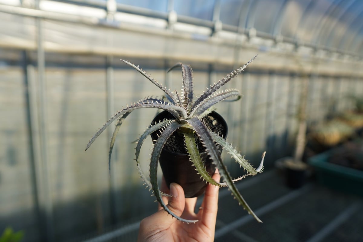 ディッキア ナガス Dyckia Nagas | mana's farm:塊根植物・アガベ・ド