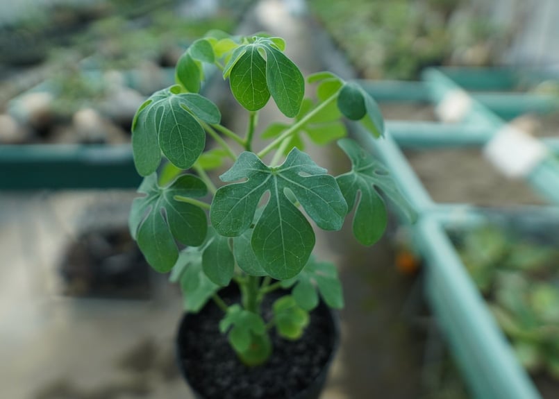 アデニア グラウカ Adenia glauca No.8 | mana's farm:塊根植