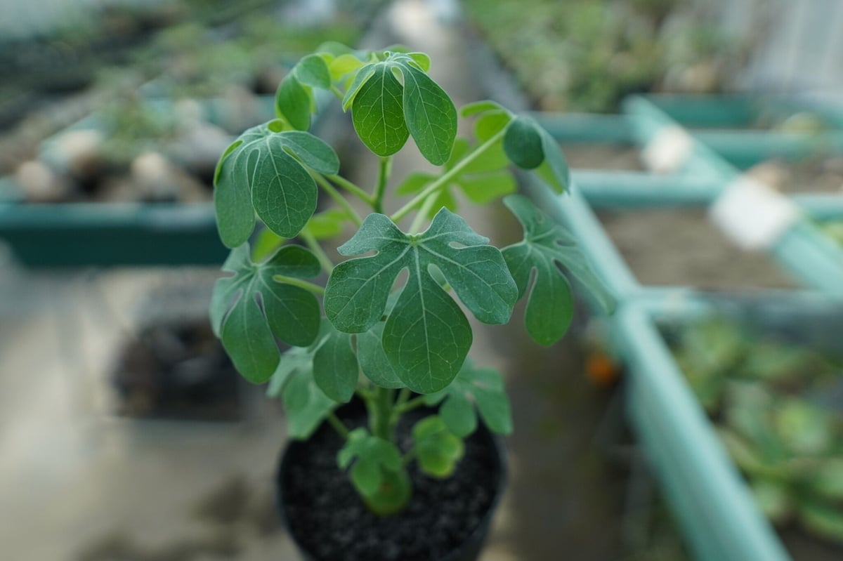 アデニア グラウカ Adenia glauca No.8 | mana's farm:塊根植