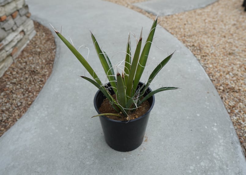 ユッカ カルネロサーナ Yucca carnerosana No.2 | mana's gr ユッカ カルネロサーナ Yucca carnerosana No.2 | mana's gr