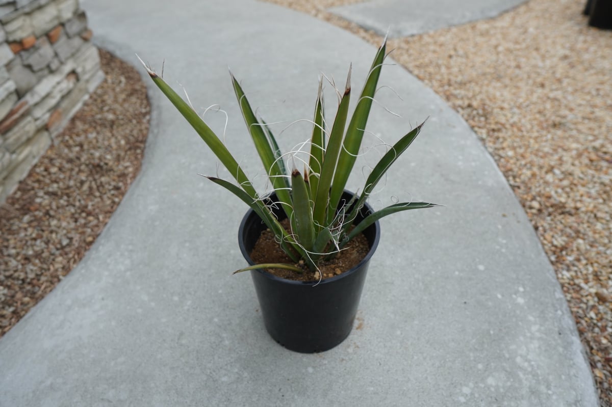 ユッカ カルネロサーナ Yucca carnerosana No.2 | mana's fa