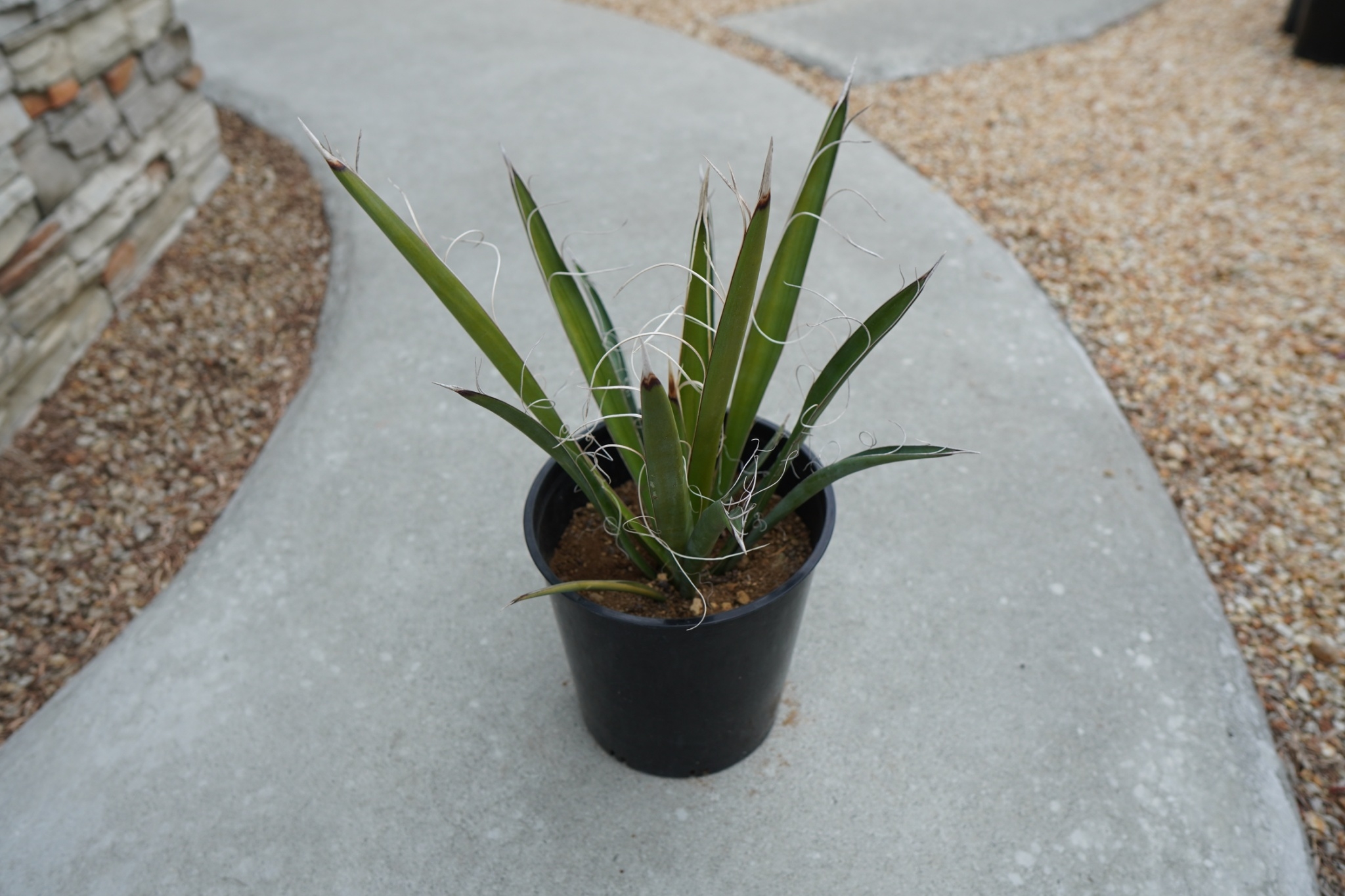 ユッカ カルネロサーナ Yucca carnerosana No.2 | mana's fa