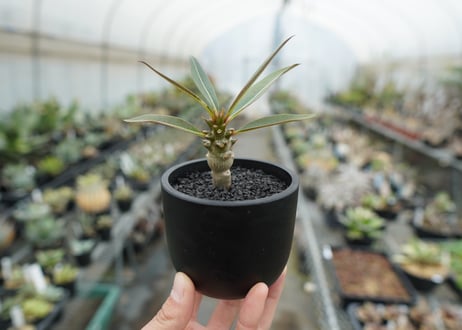 パキポディウム　バロニー　Pachypodium baronii