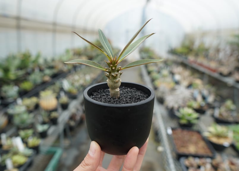 パキポディウム バロニー Pachypodium baronii | mana's farm: