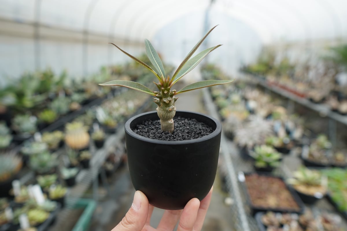 パキポディウム バロニー Pachypodium baronii パキポディウム バロニー実生株042 Pachypodium baronii | Sunny