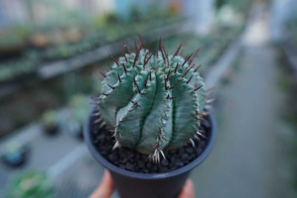 ユーフォルビア ホリダ Euphorbia horrida No.2 | mana's fa